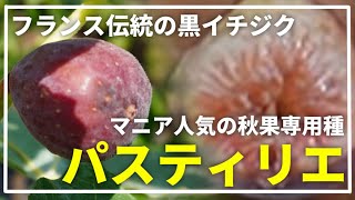 Fig Food Review] Pastilier/Rouge Bordeaux [Mysterious XX Taste