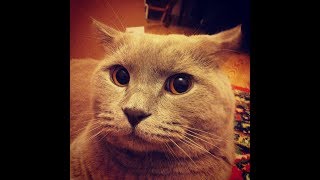 Кот дерется Кот дерется