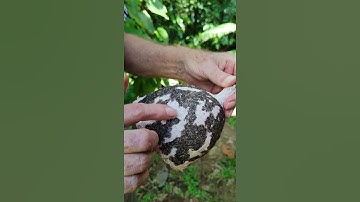 Paper wasp nest