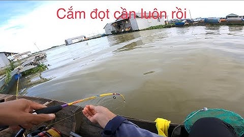 Câu cá cóc mùa nước đổ trúng ngây ổ cá cóc khủng tại làng bè Bình Thạnh