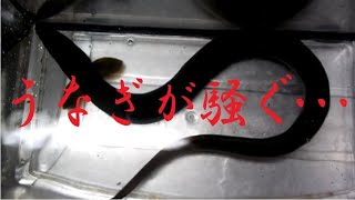 うなぎが暴れる！！備えあれば憂いなし、トビます、トビます