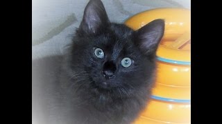 American Bobtail Kittens for sale by michellelomtnmom 195 views 7 years ago 37 seconds