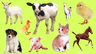 Домашние Животные часть 2| Учим самых милых малышей домашних животных| Учим звуки