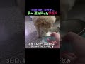 病院の治療は受けさせてあげられなかったけど…保護主の優しさが起こした奇跡✨