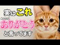 猫が飼い主に見せる「ありがとう」12選