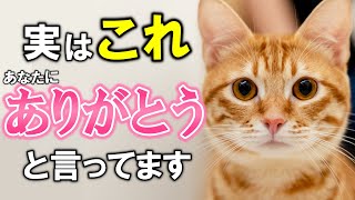 猫が飼い主に見せる「ありがとう」12選