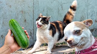 Funny ANIMALS videos Funniest Cats and Dogs 2024 #3
