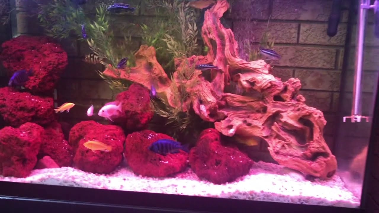 lava-rocks-in-your-aquarium-hidden-benefits-youtube