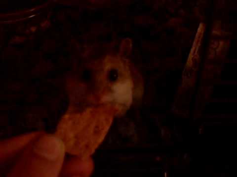 hamster eating a gram cracker
