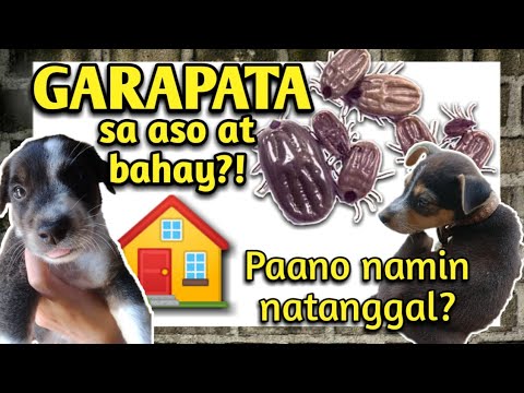 Video: Paano Upang Kumuha Ticks Off Dogs: Paano Upang Patayin Ang Isang Tick At Alisin Ang Ulo Mula Sa Iyong Dog