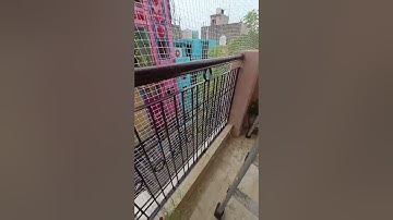 Pigeon net for balcony Delhi| lowest price | Delhi ncr | Call 7840821383 #pigeonnet #balconycover