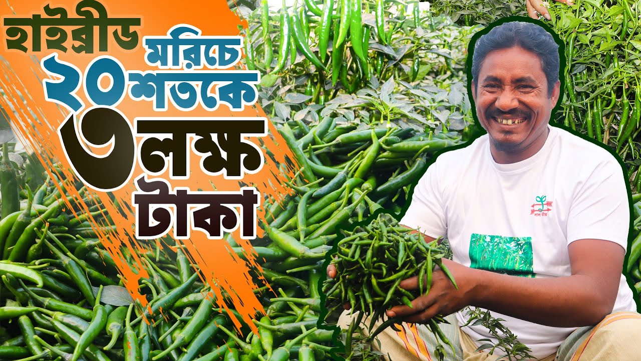 হাইব্রিড মরিচ চাষে ২০ শতাংশে লাভ ৩ লক্ষ টাকা | হাইব্রিড মরিচ চাষ পদ্ধতি | morich chas poddhoti