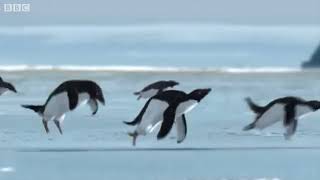 Flying Penguins - BBC April Fools Hoax