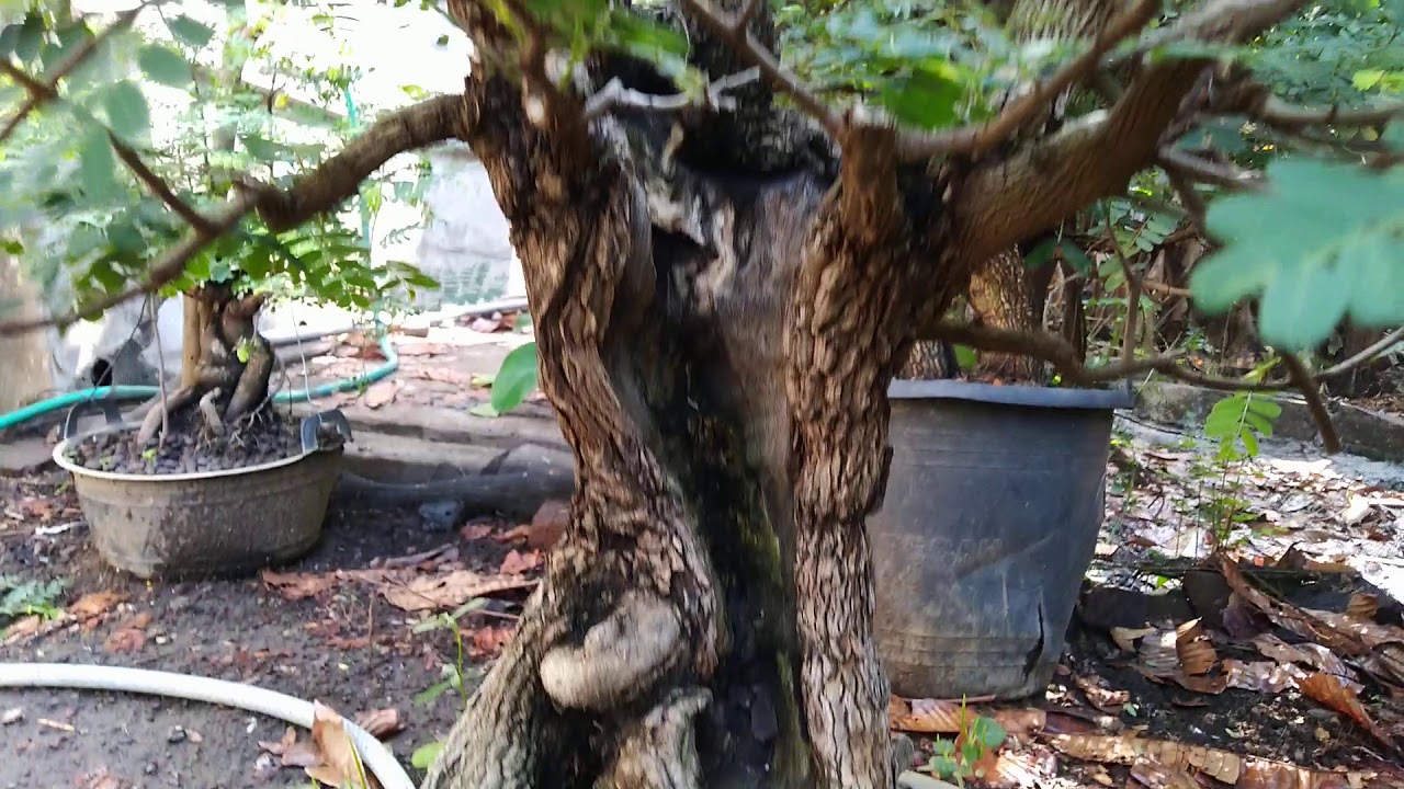Bakalan bonsai asam Jawa (Tamarind Indicus) tanam dari biji batangnya