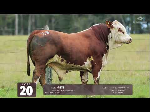 LOTE 20