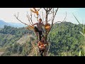 Pruning Rice, Harvesting Flowers to Bring to Market to Sell | Family Farm