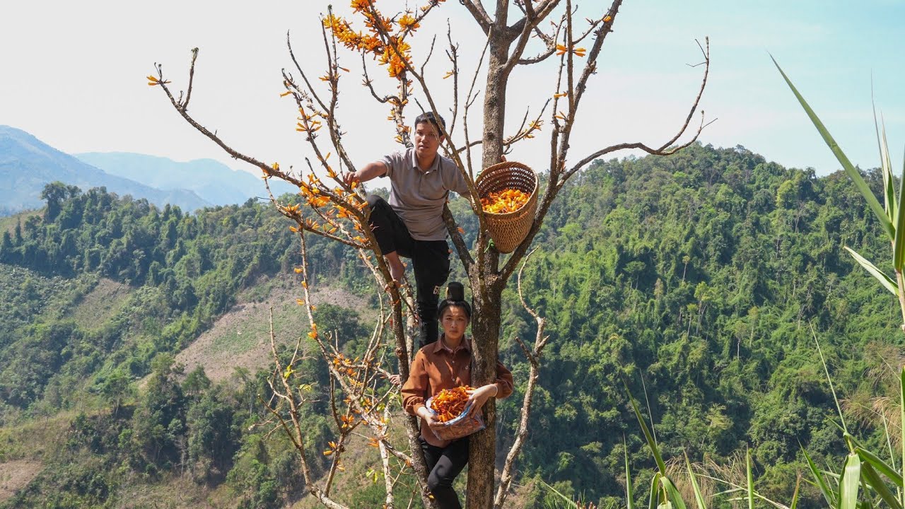 Prune Rice Pruning Rice, Harvesting Flowers to Bring to Market to Sell | Family ...