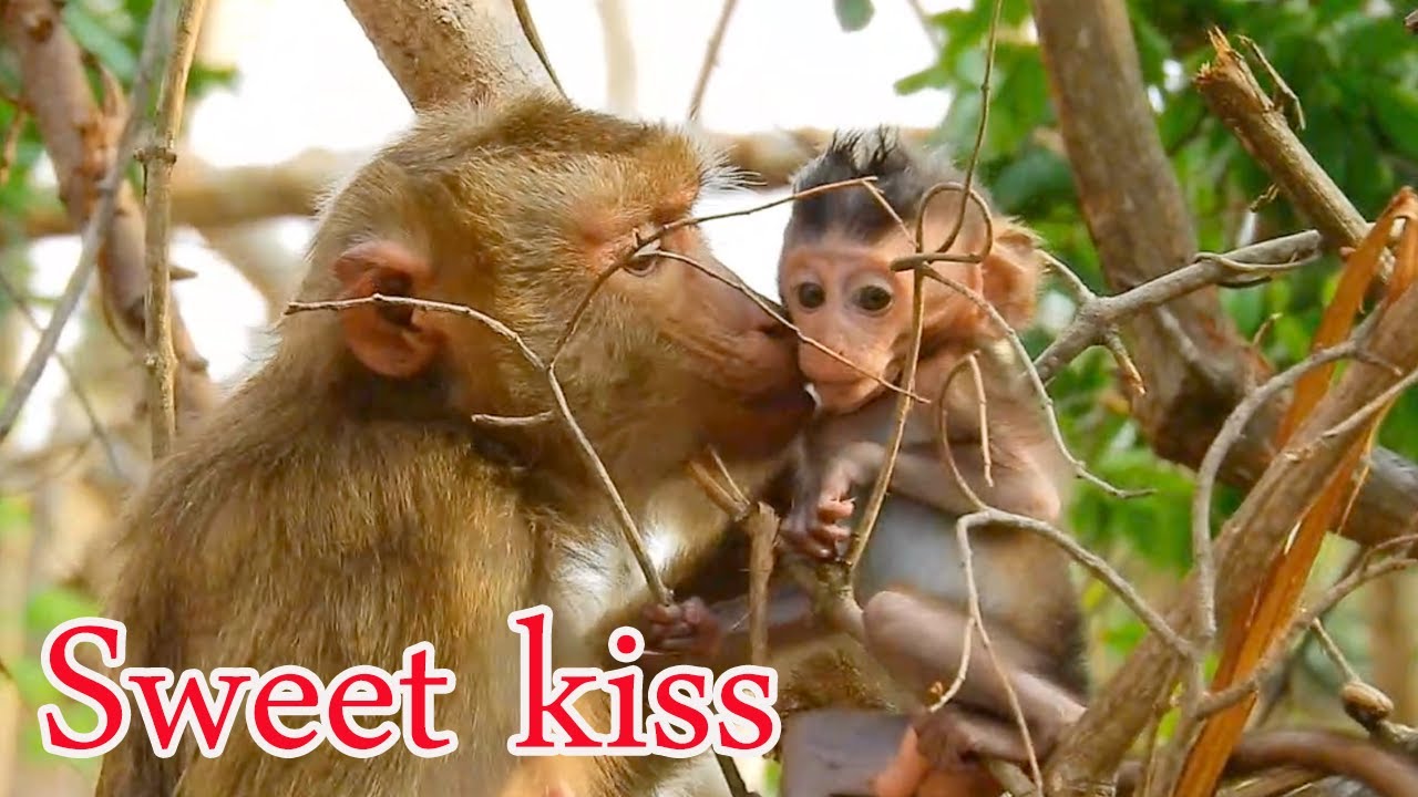 Wow very sweet heart monkey Rose kiss monkey Elizam |  Monkey Rose