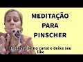 Pinscher fazendo meditao  pituca