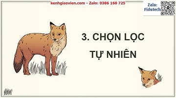 Giáo án PowerPoint Bài 46: Khái niệm tiến hóa và các... | GA điện tử Sinh học 9 chân trời sáng tạo