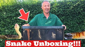 SNAKE UNBOXING: Unboxing 2 gorgeous new snakes, Black Headed Python, Blue Beauty Rat Snake 🐍