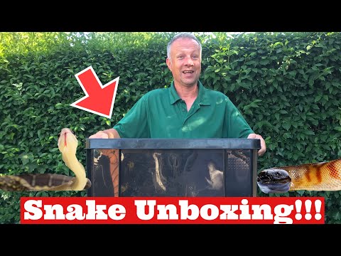 SNAKE UNBOXING: Unboxing 2 gorgeous new snakes, Black Headed Python, Blue Beauty Rat Snake 🐍
