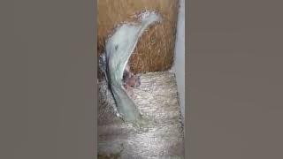 Anakan Walet Minta Makan