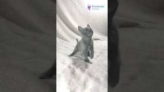 Adopt Barhat: Stunning Blue Russian Blue Kitten 🐾 Your Playful & Active Girl! #RussianBlueKitten