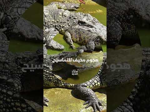 هجوم تماسيح مرعب