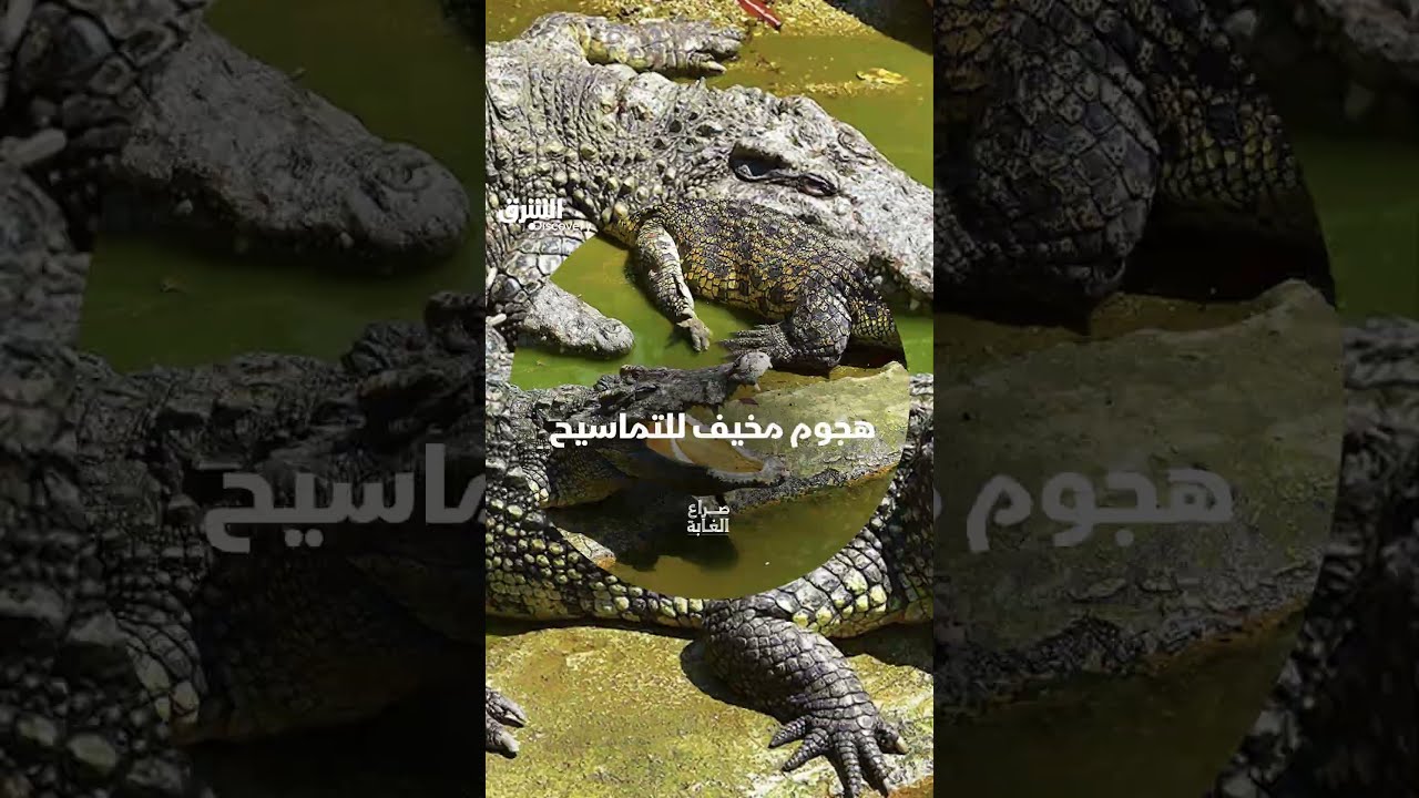 هجوم مخيف للتماسيح