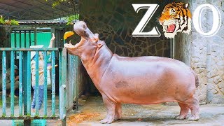 Thăm sở thú Sài Gòn 2018 (Saigon Zoo 2018) - Phần 2