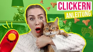 Clickern mit Katze /Beschäftigung, Intelligenz fördern & Tricks beibringen // Amely Rose & Catwalk