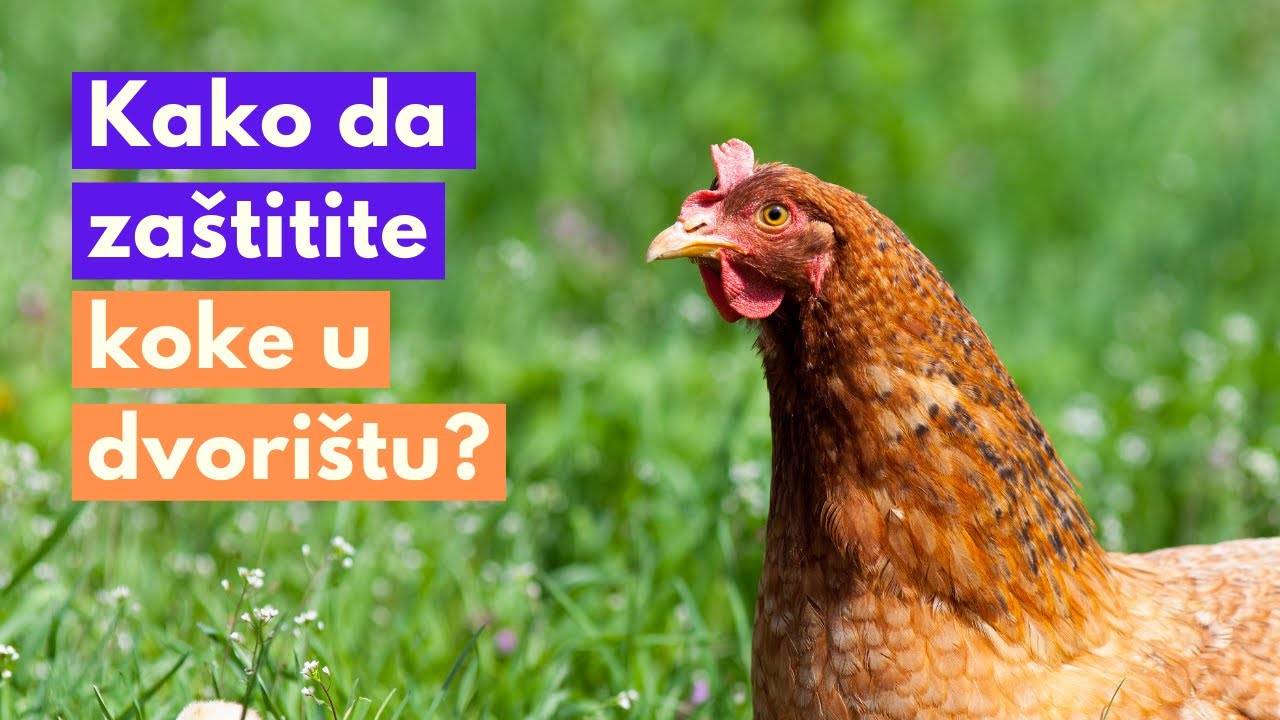 6 IDEJA Kako da Zaštitite Koke na Otvorenom od Lisica, Zmija, Lasica, Pacova ...