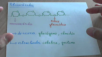 ¿Cuál es la función de los polisacáridos en los animales y vegetales?