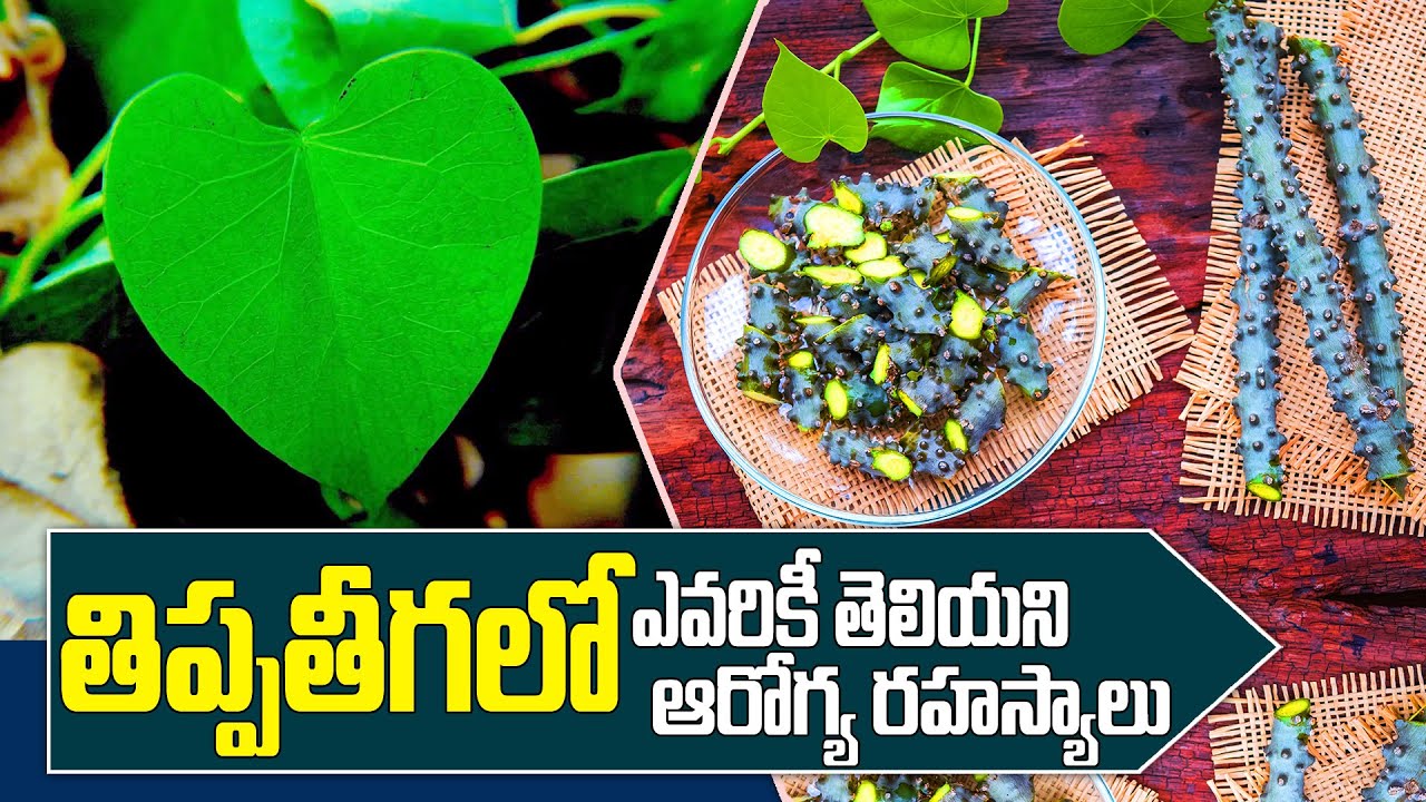 మధుమేహాన్ని ముప్పు తిప్పలు పెట్టించే తిప్పతీగ. తిప్పతీగలో ఎవరికీ తెలియని ఆరోగ్య రహస్యాలు.Tippa Teega