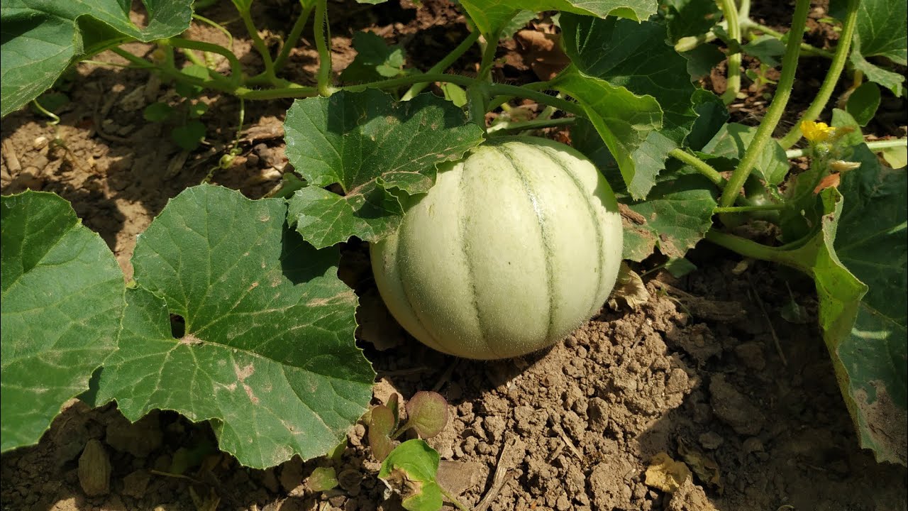Can You Grow Melons Cucumis Melo And Watermelons Citrullus Lanatus