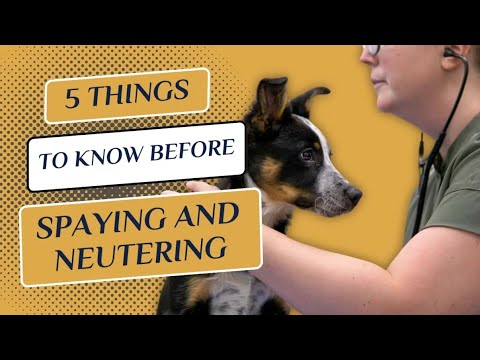 5 Things to know before Spaying and Neutering Thrive Vet Care, Airdrie Vet Clinic