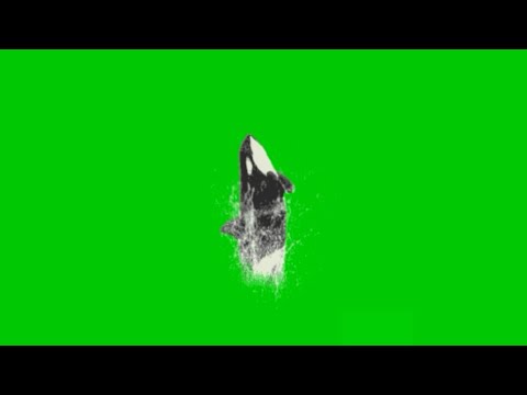 Green screen whale(shark) jumping. An Incredible fx effect that MUST WATCH by everyone.