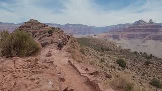 Mule Team Ascending Trail At Grand Canyon