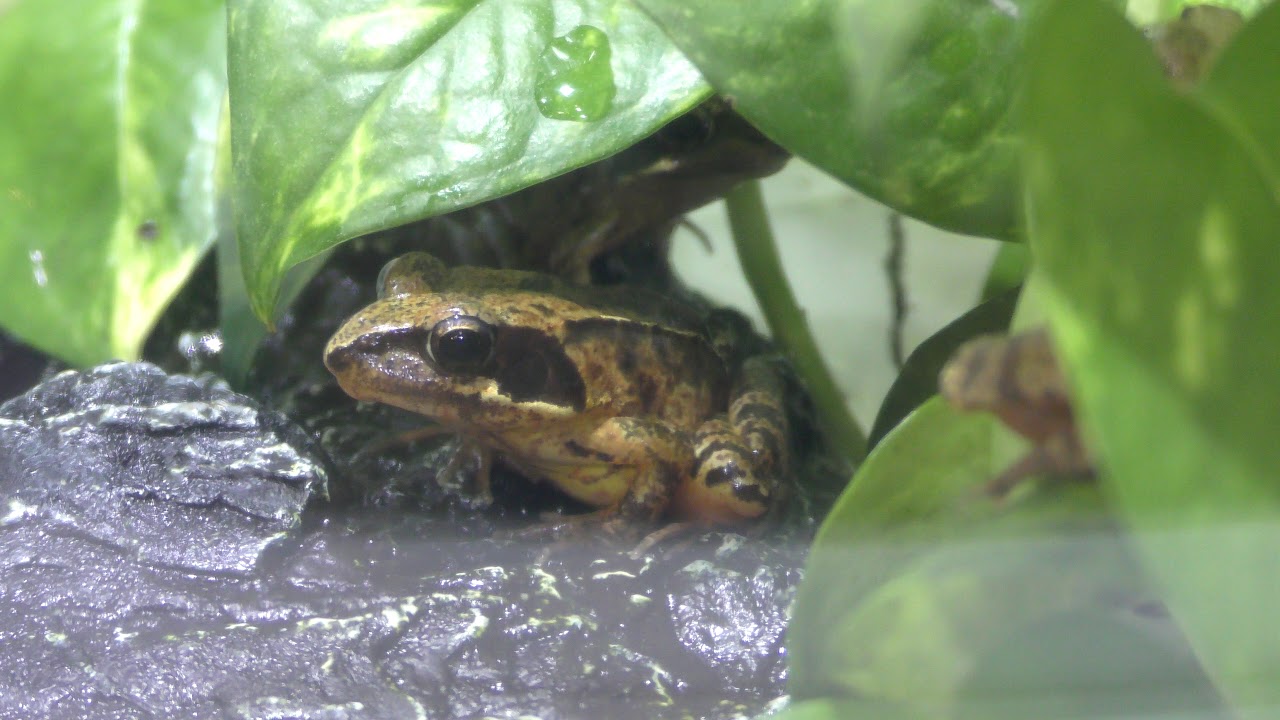 Japanese Brown Frog (Ichikawa Zoological and Botanical Garden