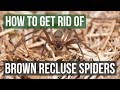 How to Get Rid of Brown Recluse Spiders