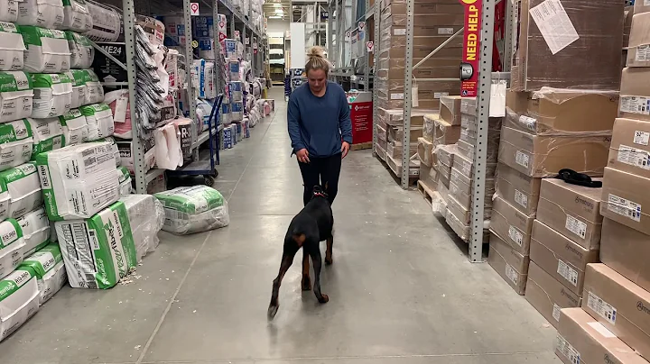 6 Month Old Doberman | Best Doberman Dog Training | Off Leash K9 | Board and Train | Oklahoma