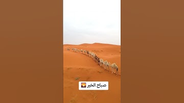 قال تعالى: {أَفَلَا يَنظُرُونَ إِلَى الْإِبِلِ كَيْفَ خُلِقَتْ } سورة الغاشية الآية 17