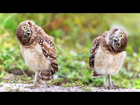 funny-owls-(new)-(hd)-[funny-pets]
