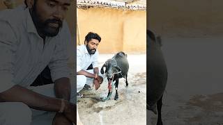 Bakri jugali karna bhul gayi kya kare #goat #rumination