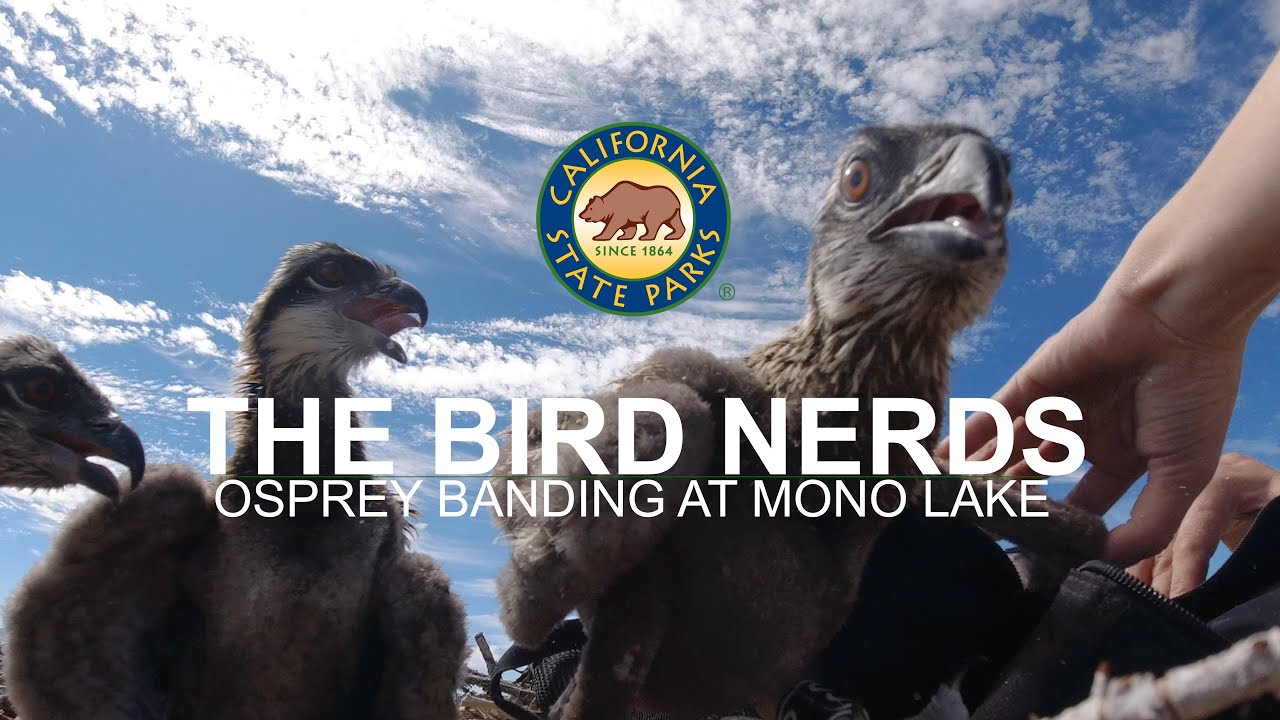 The Bird Nerds Osprey Banding at Mono Lake YouTube