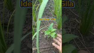 Download Lagu Petani dengan ide gila.Dalam satu kebun ditanami berbagai jenis tanaman#shorts #anakpetani #garden MP3