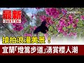 搶拍浪漫美景！ 宜蘭「燈篙步道」湧賞櫻人潮【最新快訊】