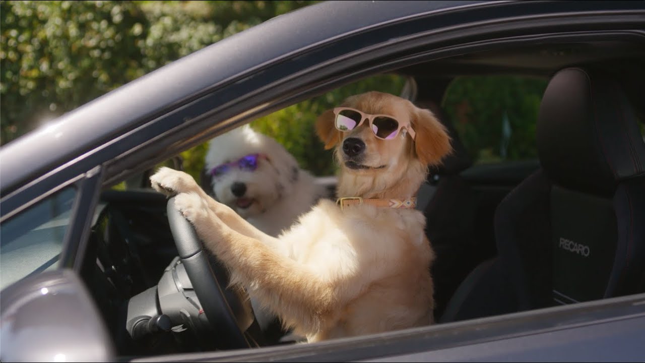 Subaru Dog Tested Stop Light YouTube