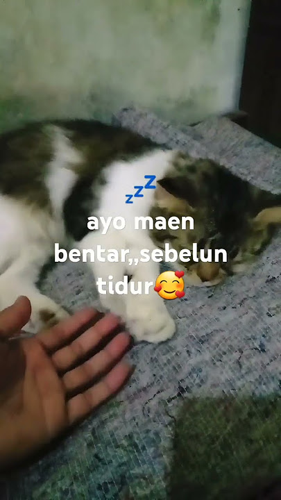 maaf ya ganggu.ya udah lanjutin tidurmu...mimpi manis ya#cat #catlovers